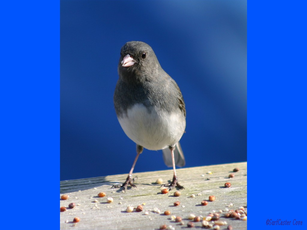 BirdCropped