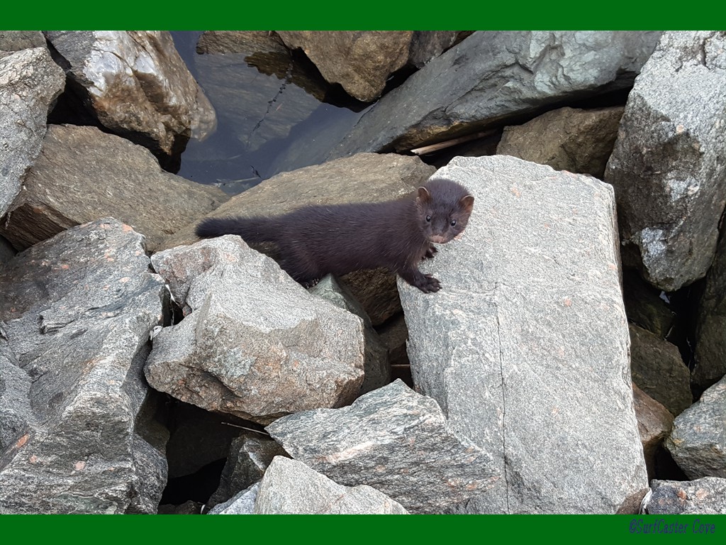 Mink On The Canal