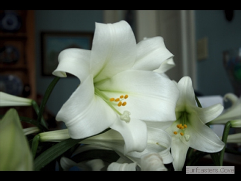 EastFlowers_0