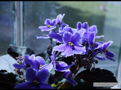 Violet_2