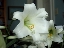 EastFlowers_0