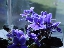 Violet_2