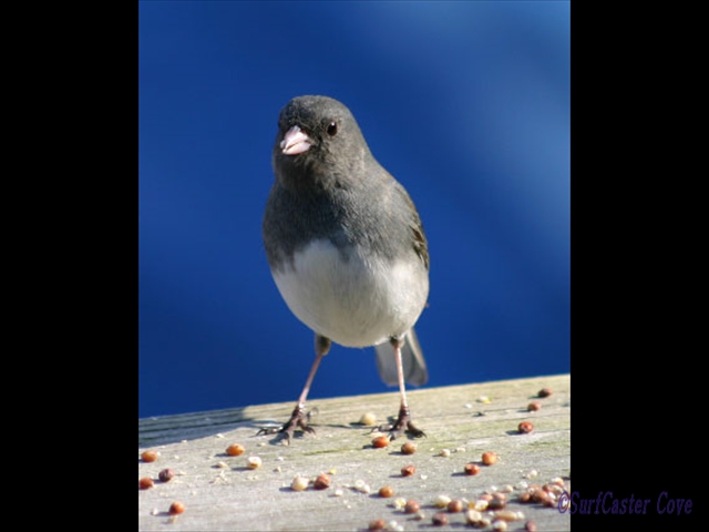 BirdCropped
