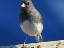 BirdCropped